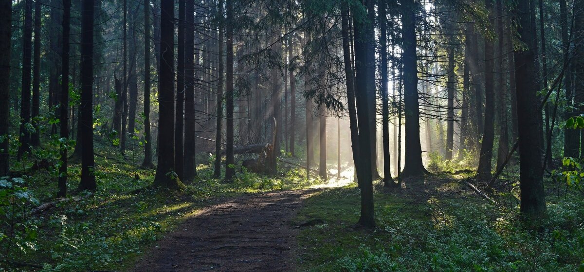 Утро в еловом лесу...... - Юрий Цыплятников