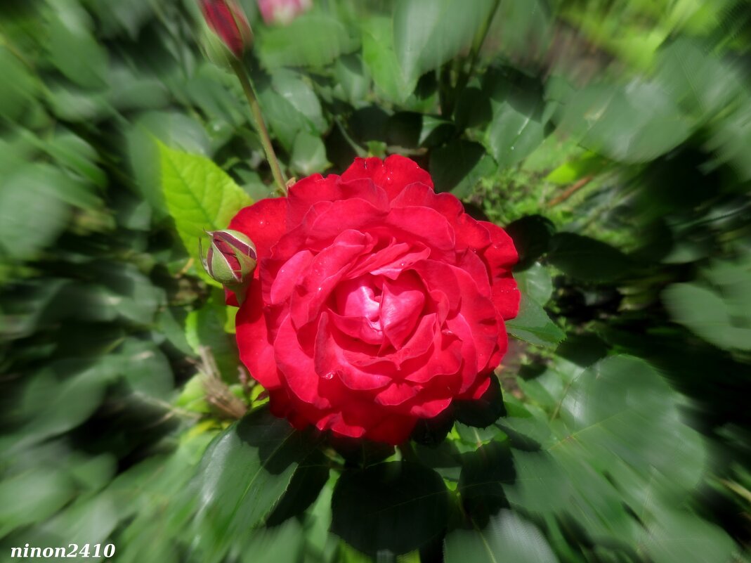 Роза красная - Нина Бутко