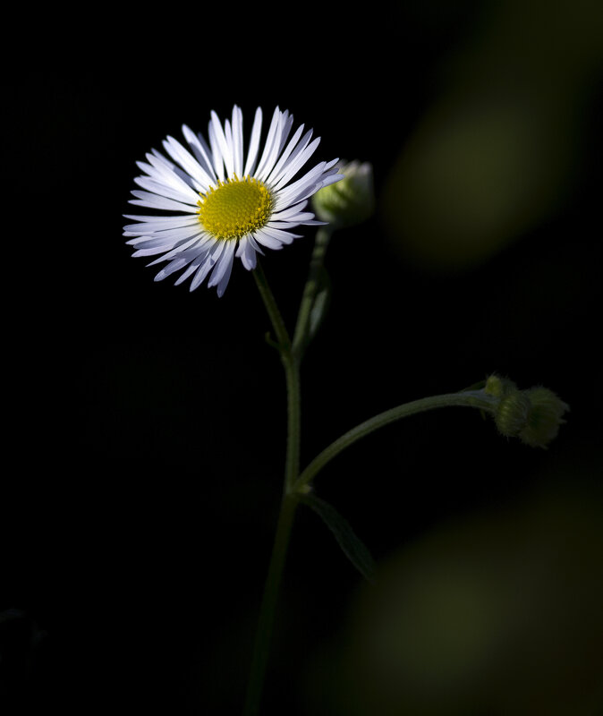 aster annuus - Zinovi Seniak