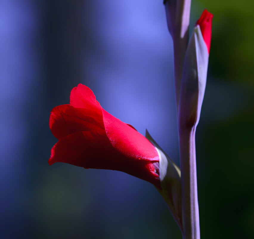 gladiolus - Zinovi Seniak