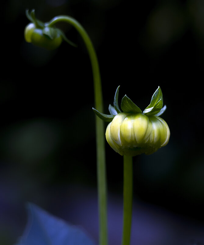 buds - Zinovi Seniak