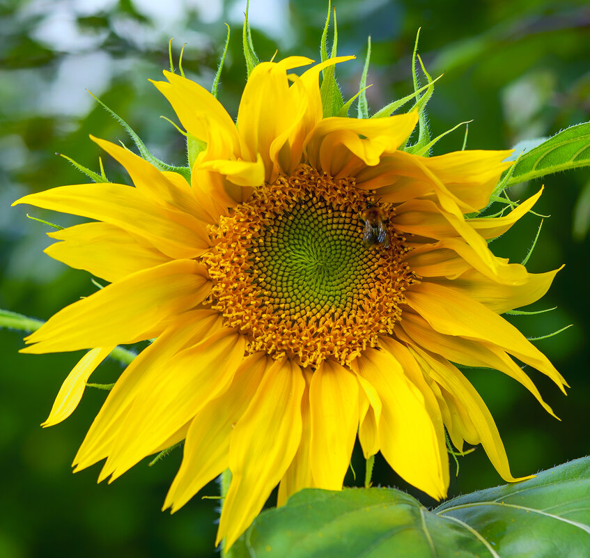 sunflower - Zinovi Seniak