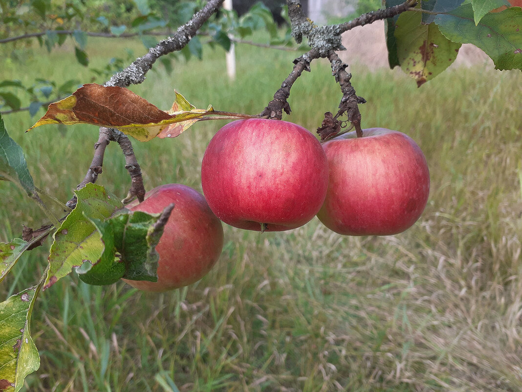 яблоки с моего сада - Вадим Федотов 