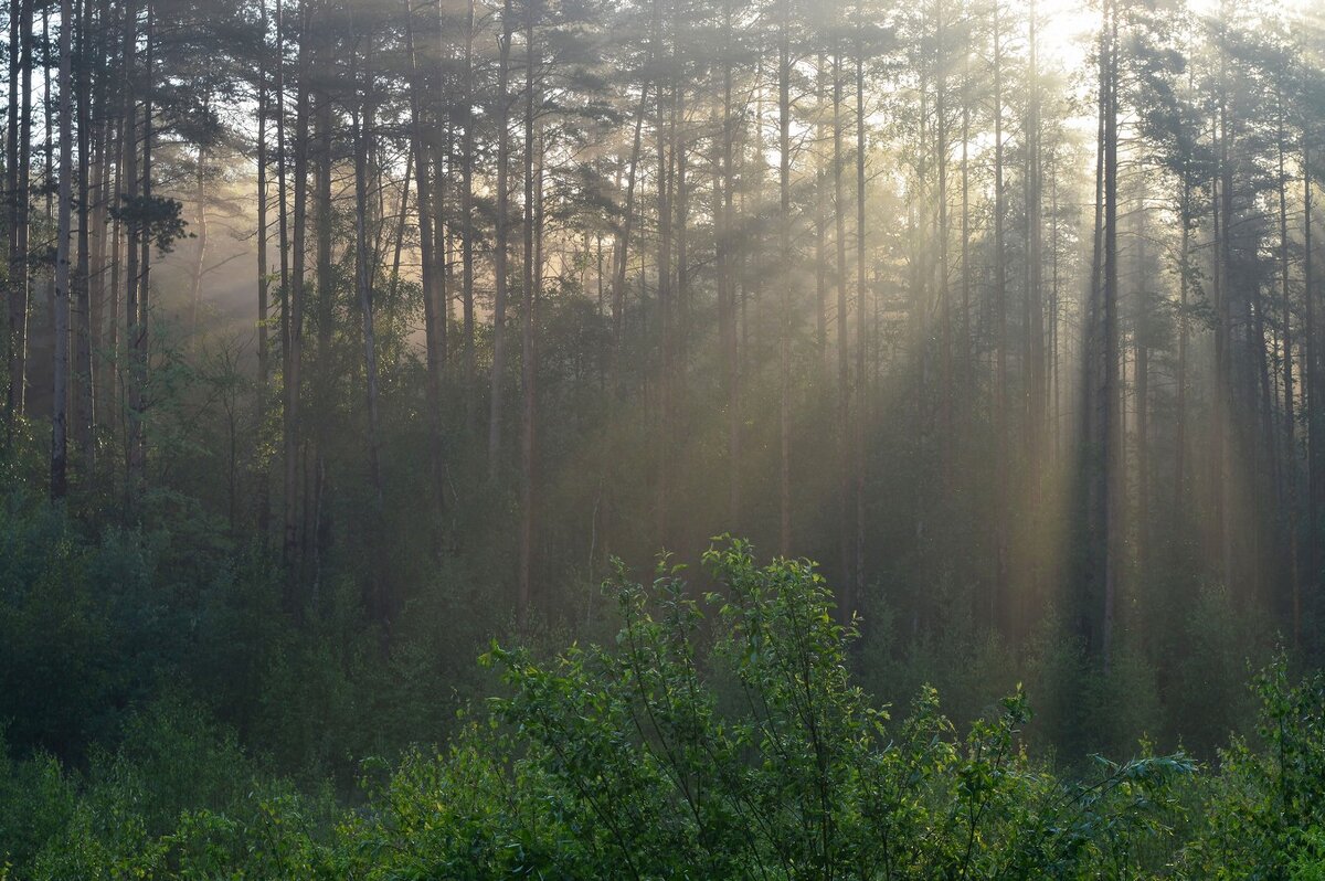 Утро в Сосновом лесу фото