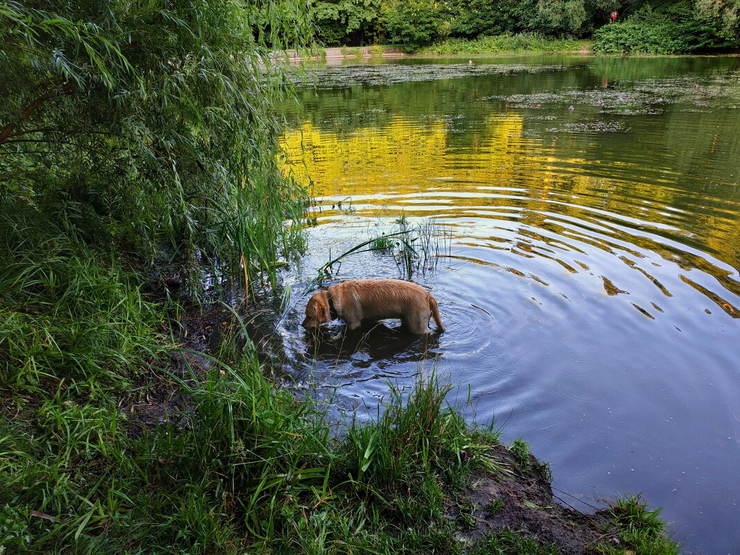В мире животных: не водоплавающая, в воде стоящая, собачка - Андрей Лукьянов