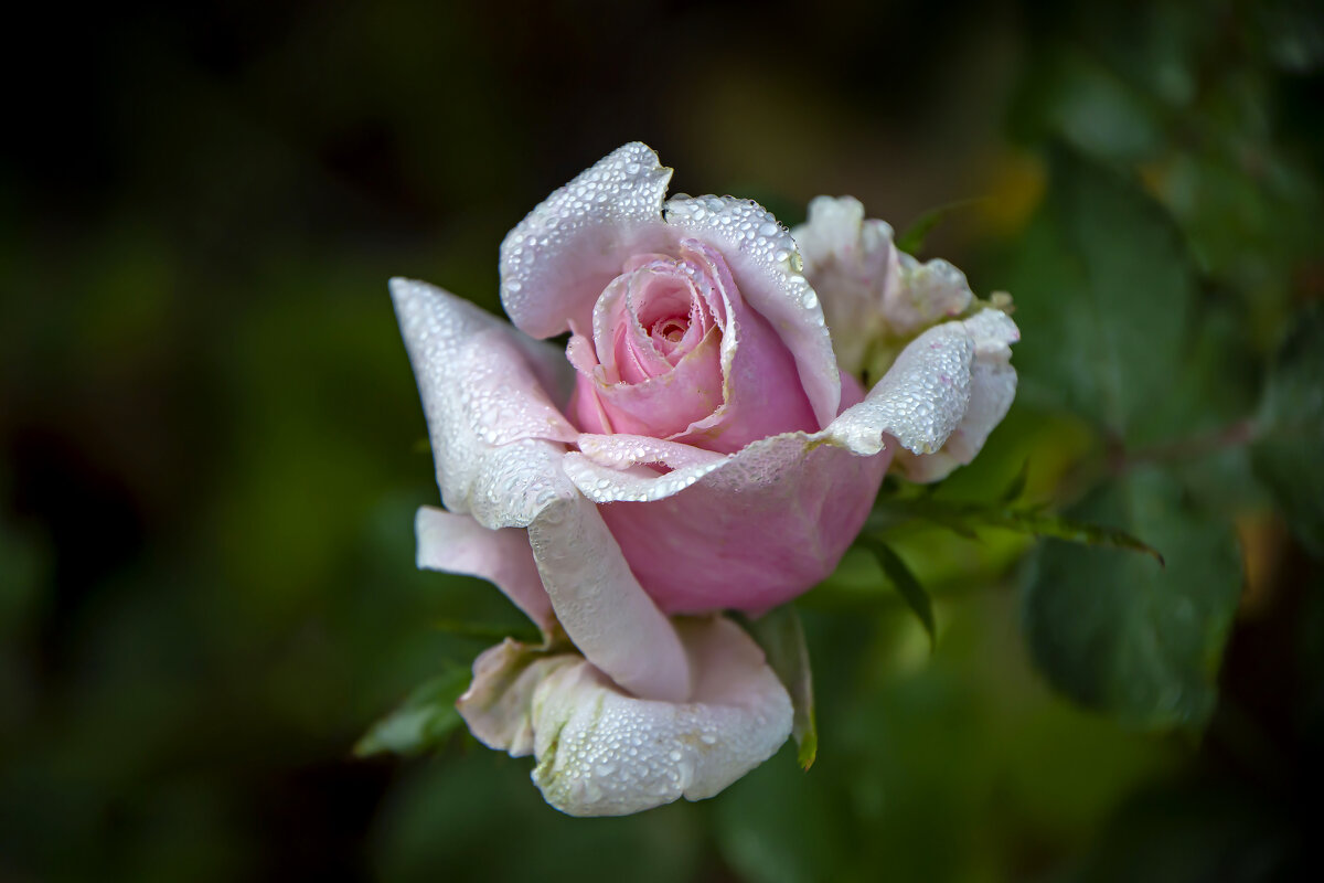 Розовая роза. - Oleg S 