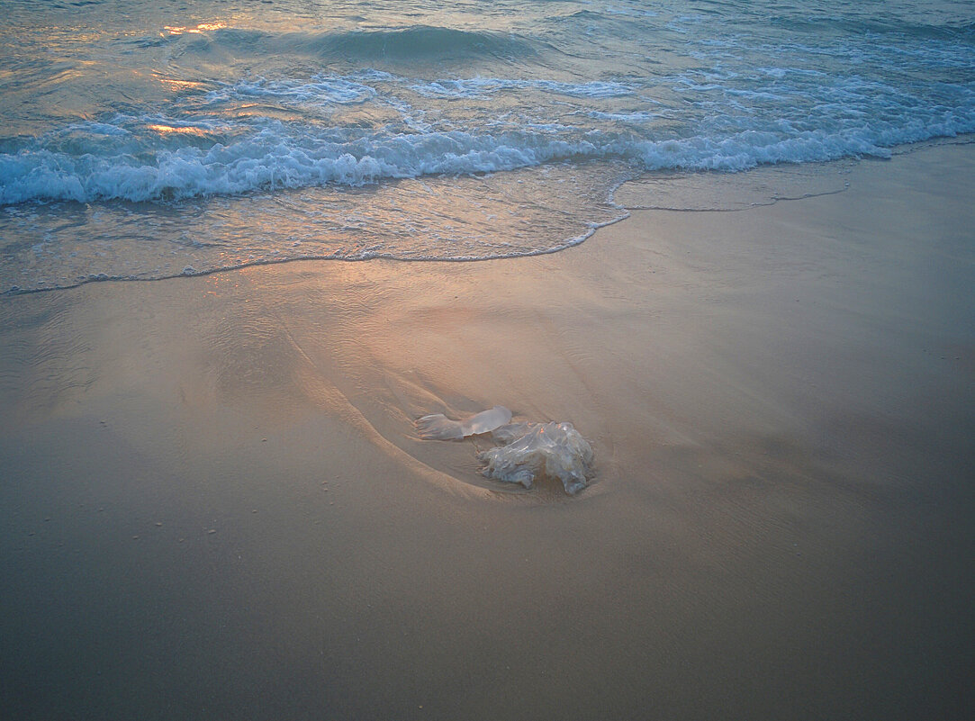 Медуза и море на закате. - Светлана Хращевская