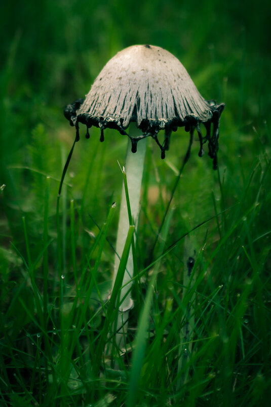 Oil Mushroom - алексей афанасьев