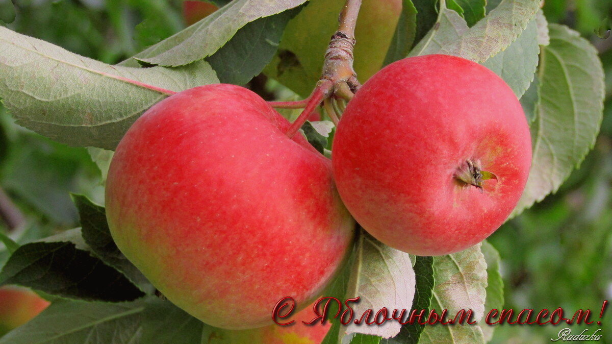 Яблочки поспели в соседском саду... - Raduzka (Надежда Веркина)