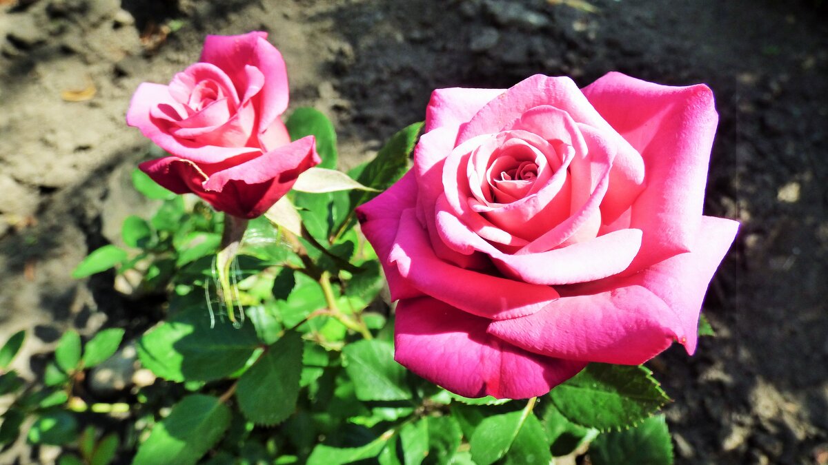 Розы на даче - Oksana ***