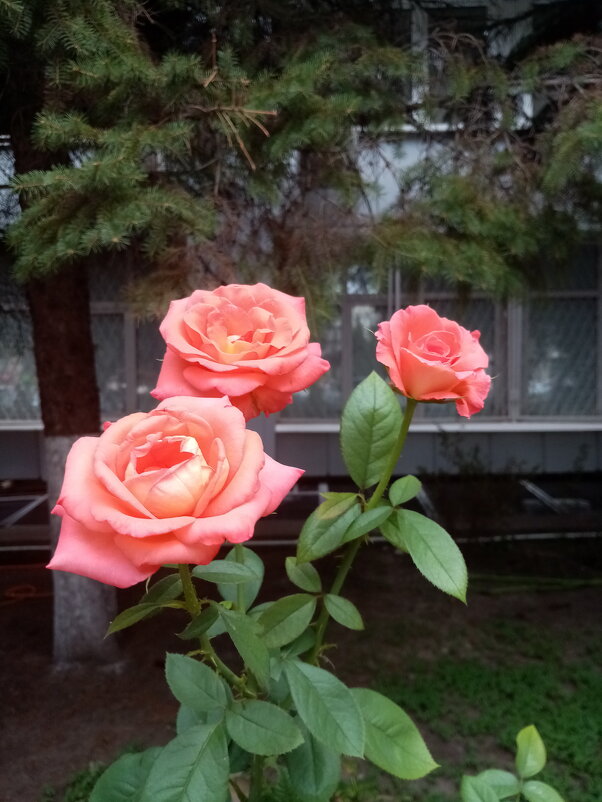 Розы на бульваре - Татьяна Р 