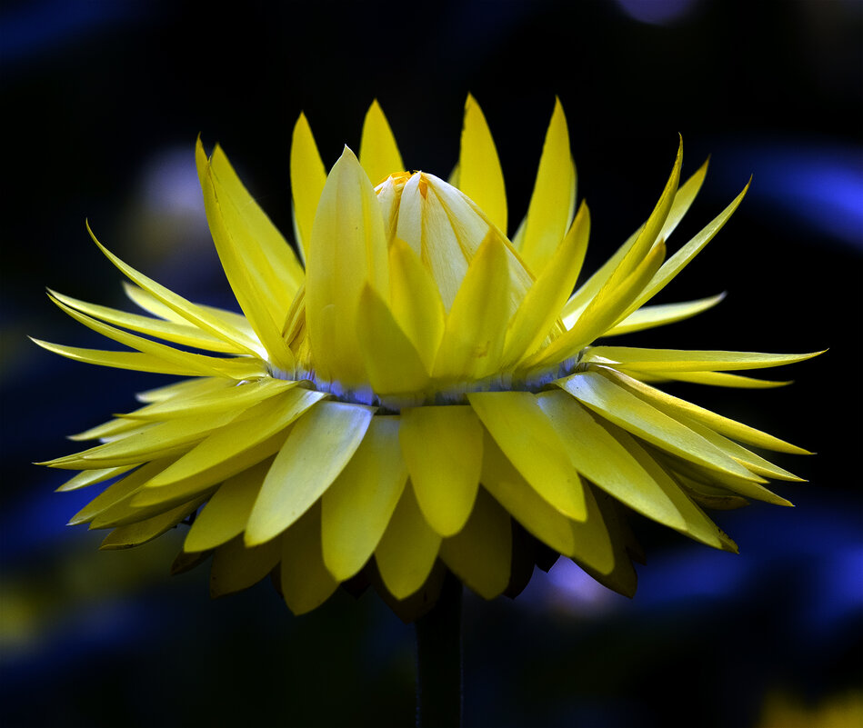 xerochrysum - Zinovi Seniak