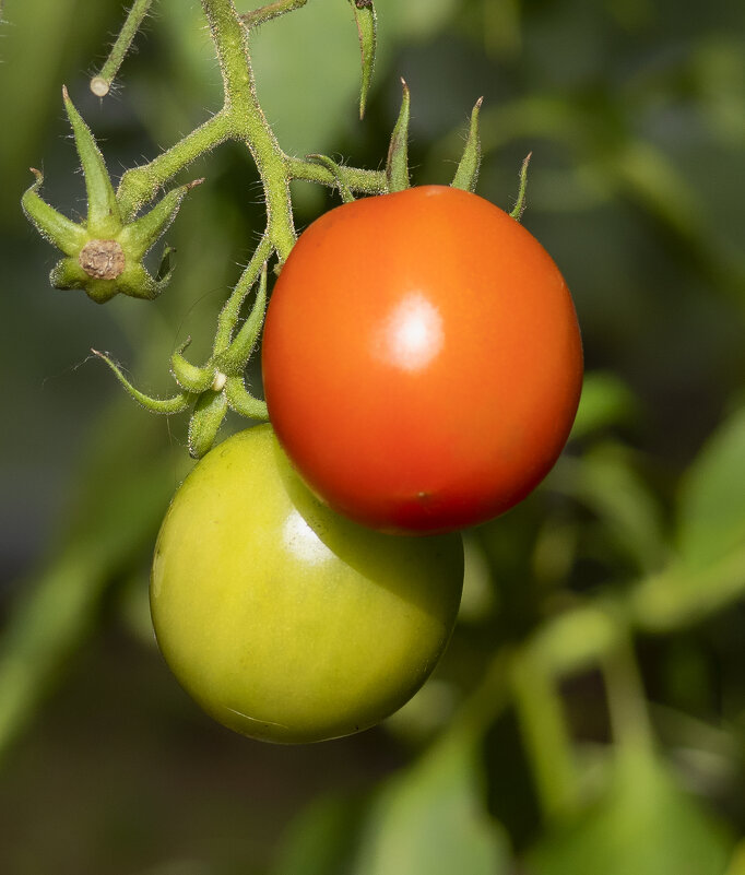 tomatoes - Zinovi Seniak