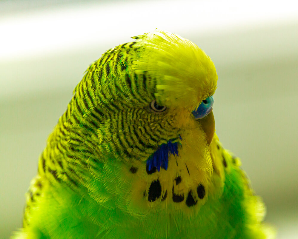 Волнистый попугай с суровым взглядом - Андрей Божков