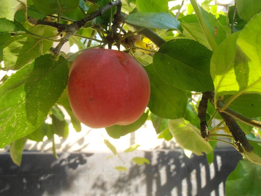 Последнее яблоко - Наталья 