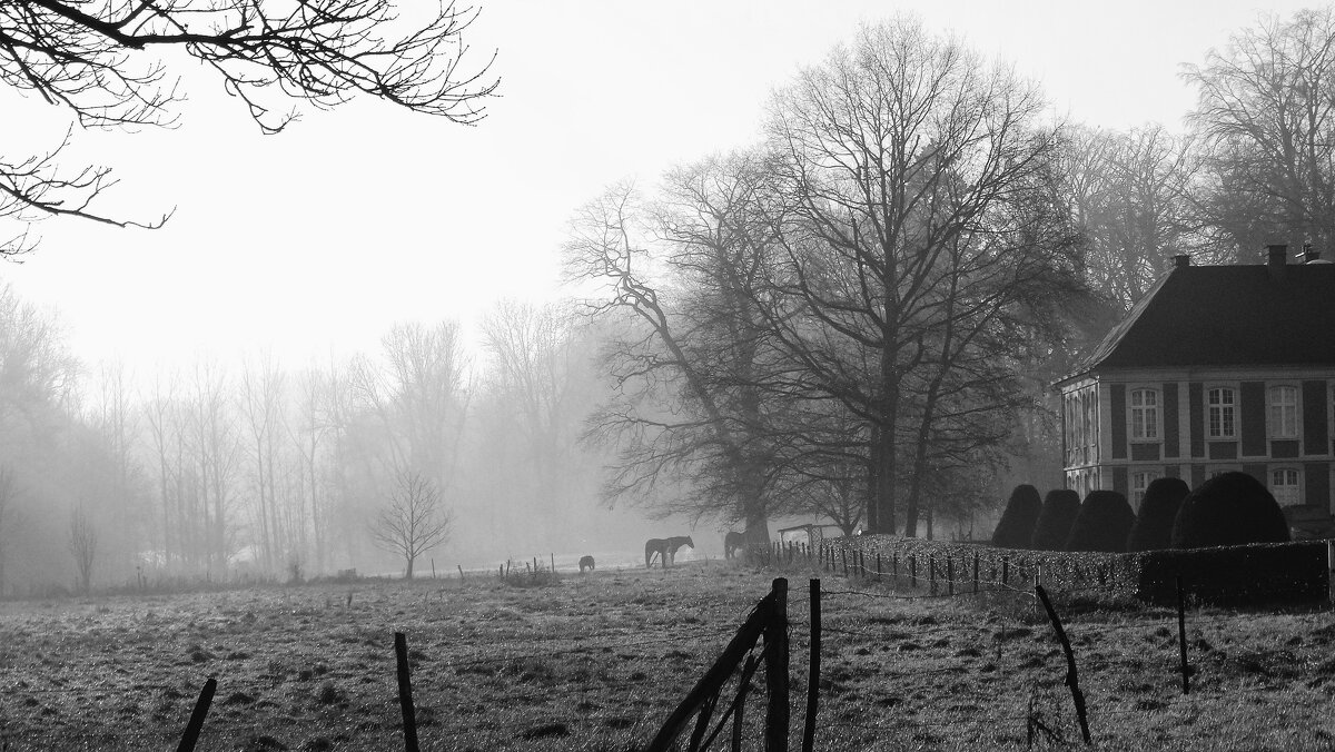 Лошадка в тумане... - Elena Ророva