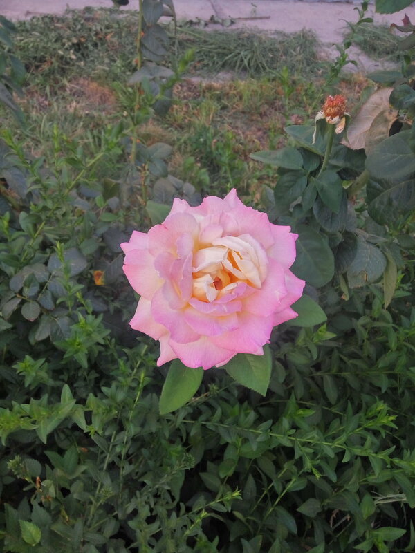 Необычный цвет розы в наших краях - Юлия Степанова