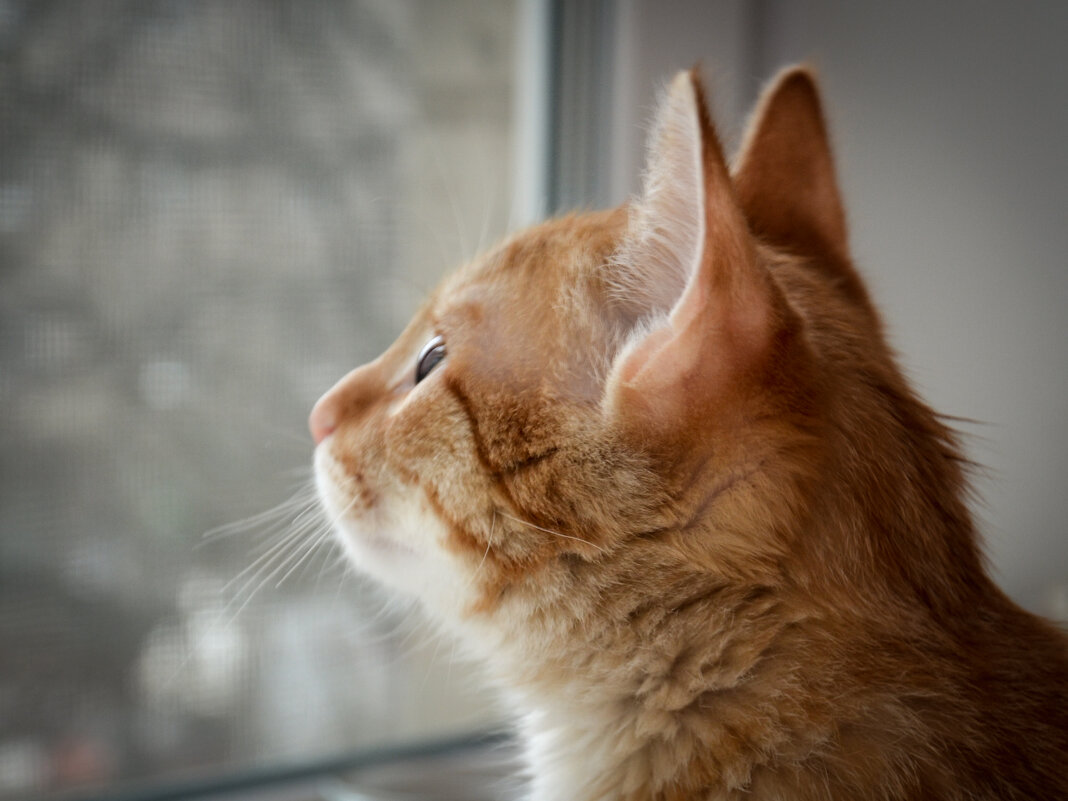 Кот кузя засмотрелся в окно. - Артём Орлов