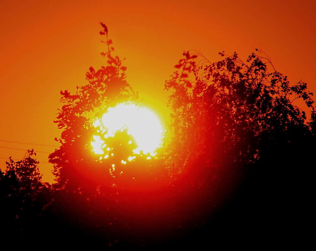 Куст обнимающий  Солнце  3 сентября  6 утра - олег свирский 