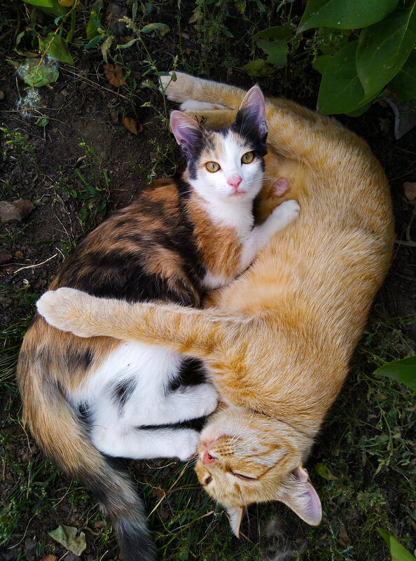 кошачья мать - Анастасия Верушкина