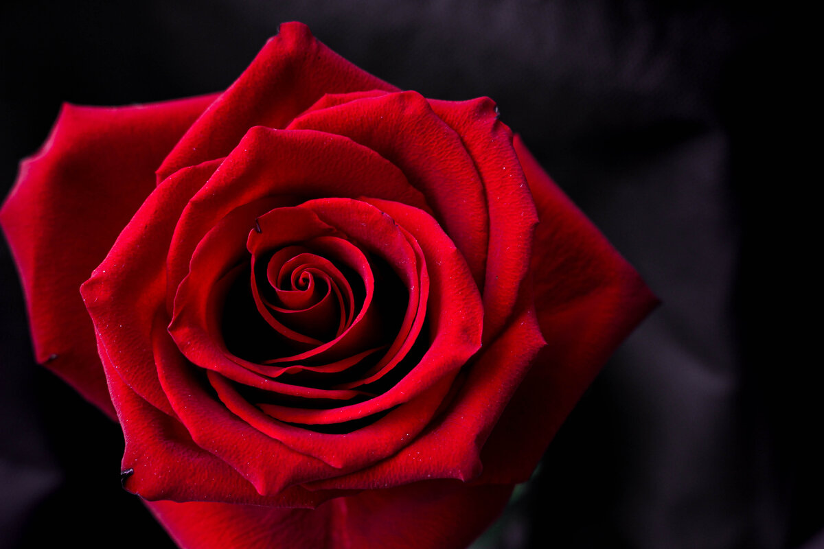 Красная роза - Мария 