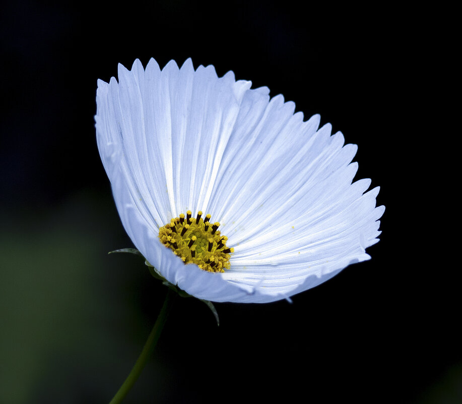 cosmos cupcakes white - Zinovi Seniak