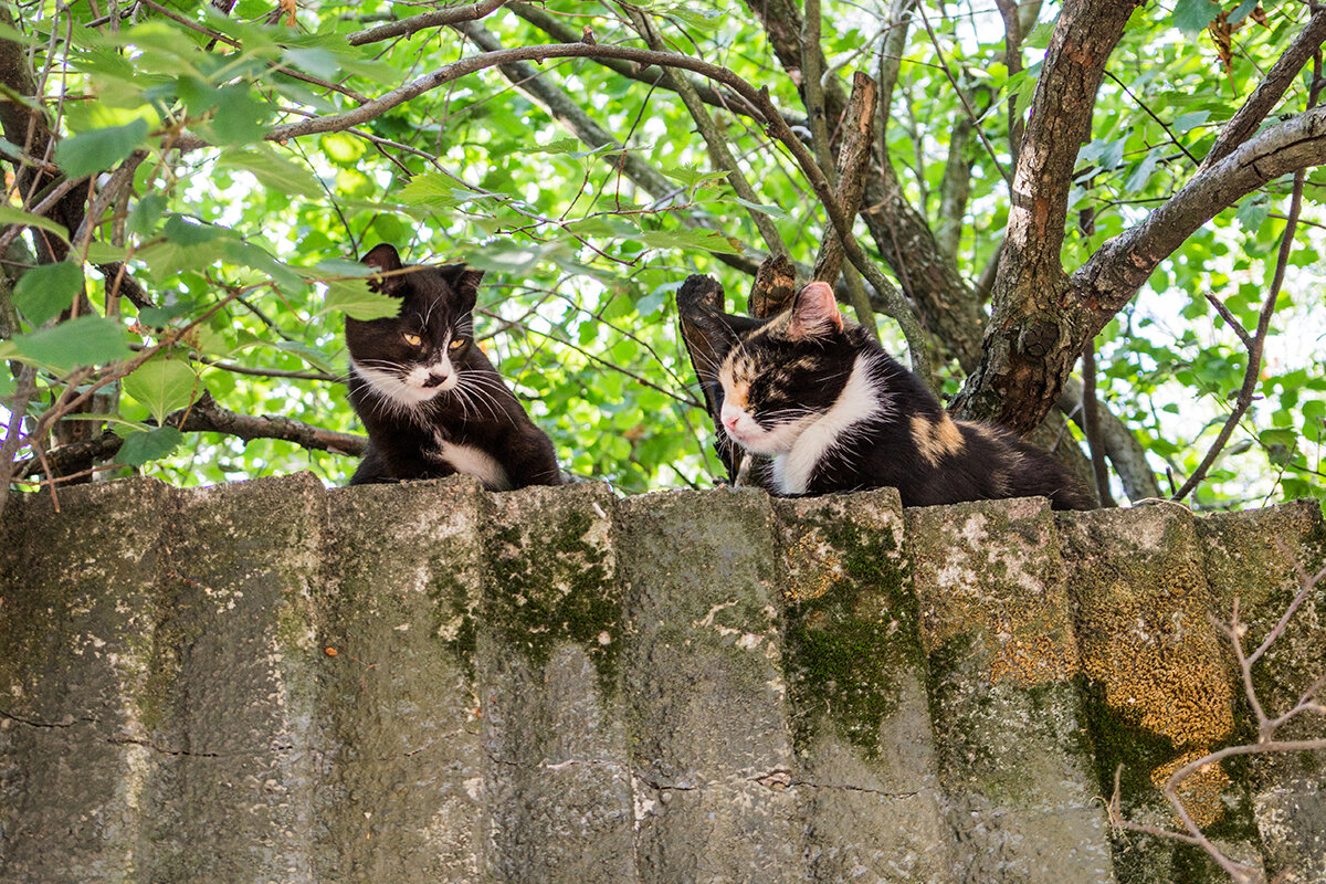 Коты Выборга - Ирина Соловьёва