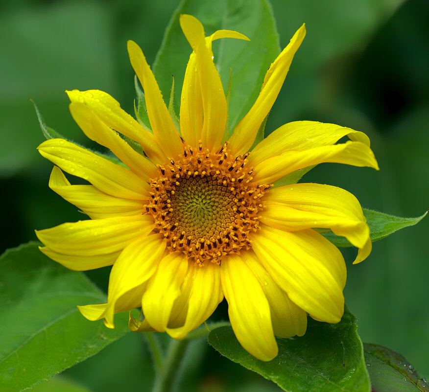 sunflower - Zinovi Seniak