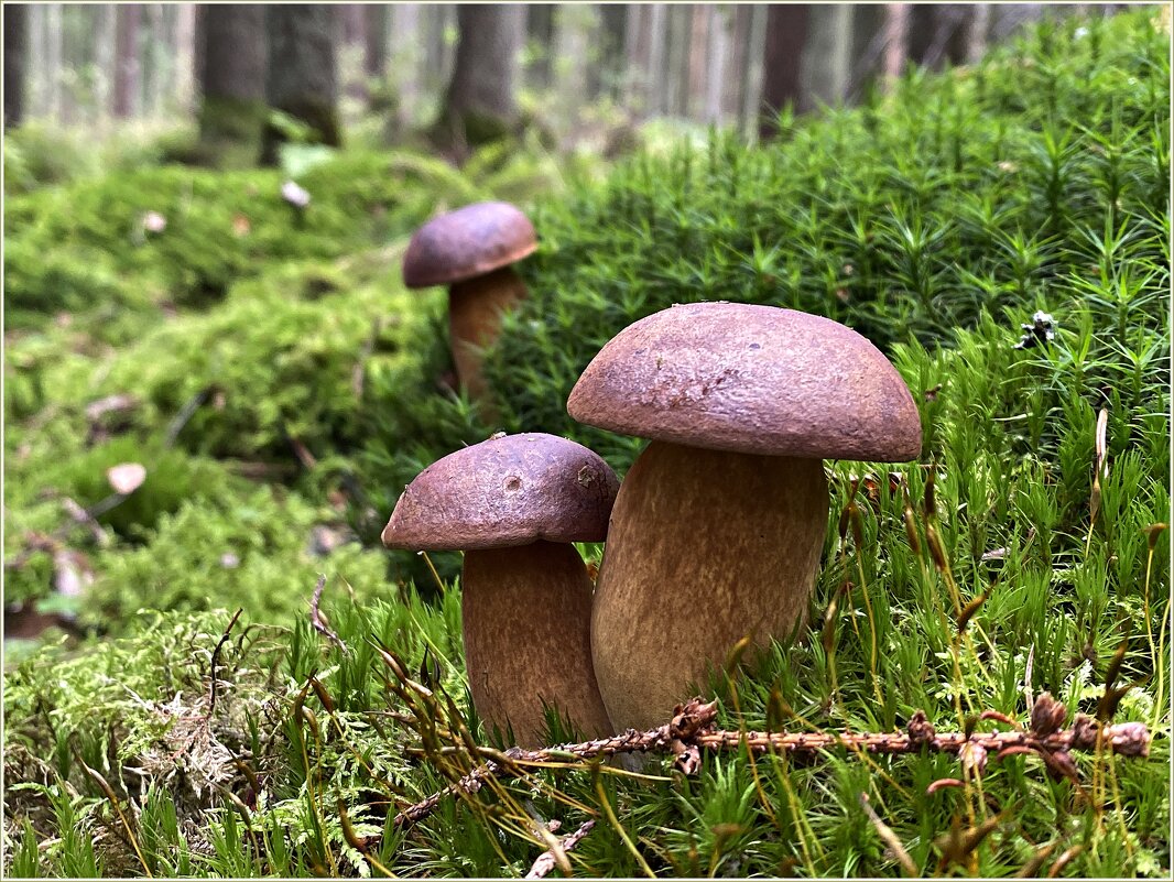 Польские грибы. - Валерия Комова