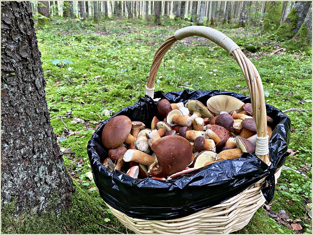 Польские грибы. - Валерия Комова