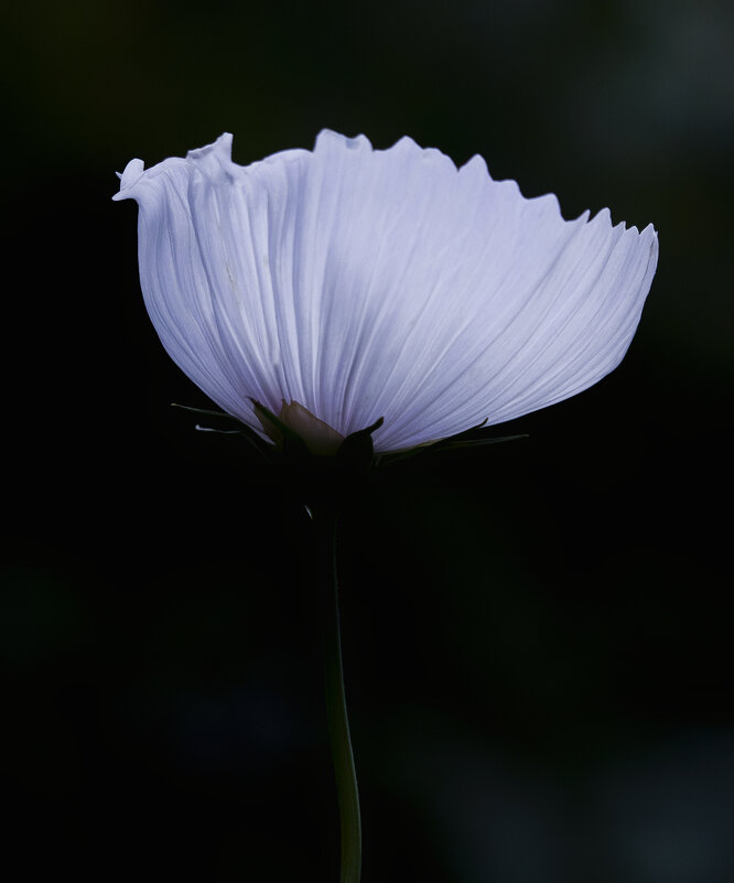 cosmos cupcakes white - Zinovi Seniak