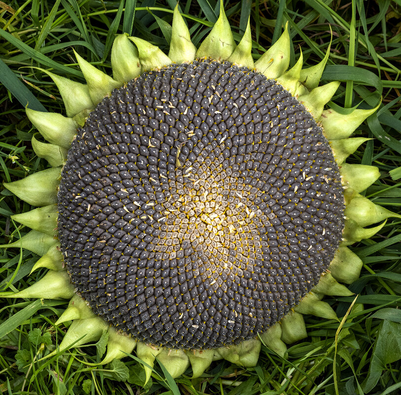 sunflower after flowering - Zinovi Seniak