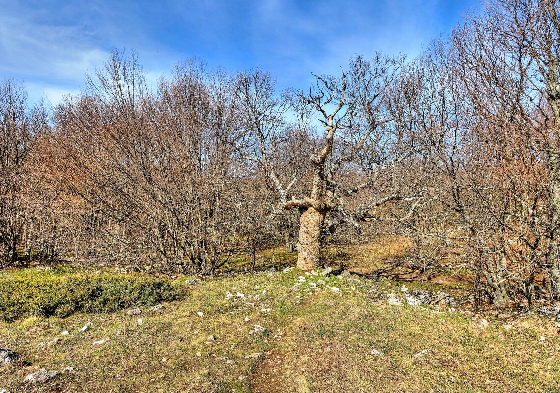 Старое дерево - Константин 