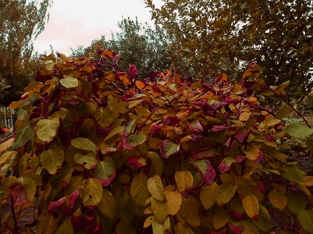 Forever autumn... - Юлия Денискина