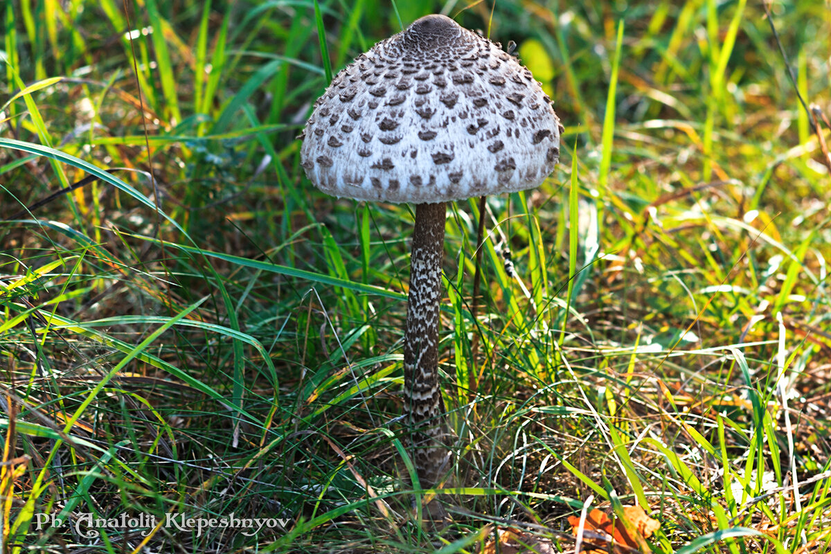 Зонтик пёстрый Macrolepiota procera.  (Снято на Canon EOS 350d и объектив Юпитер 37а) - Анатолий Клепешнёв