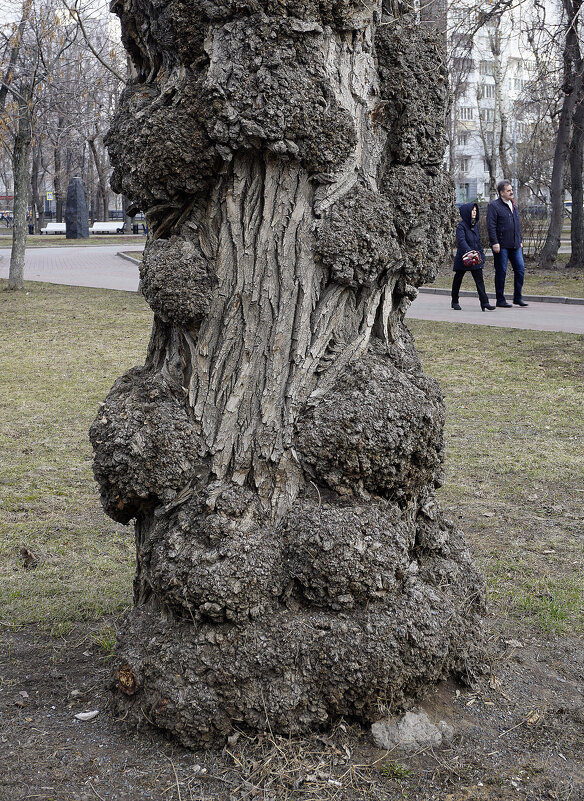 Дерево и люди - Алексей Виноградов