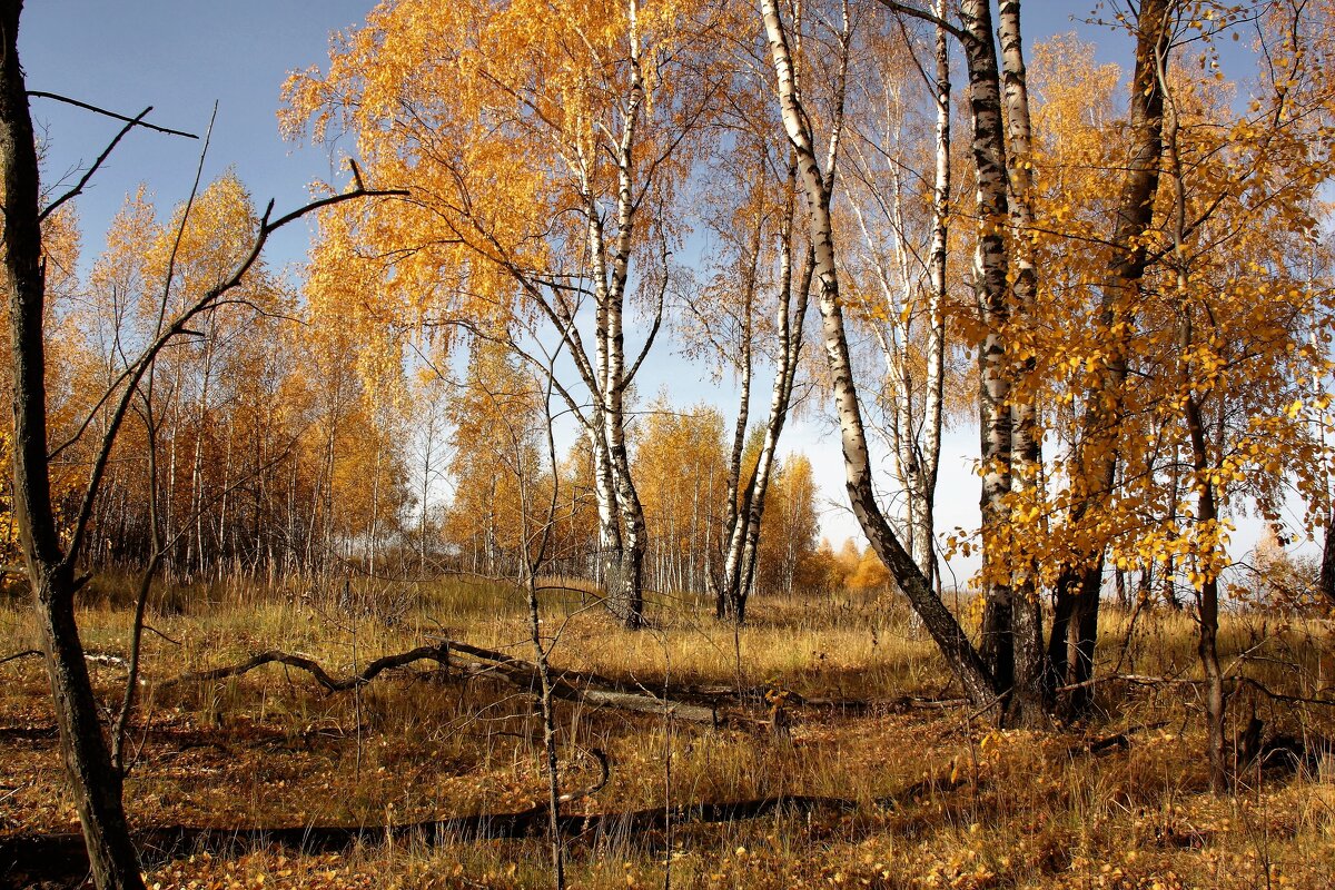 осень - Владимир Холодницкий