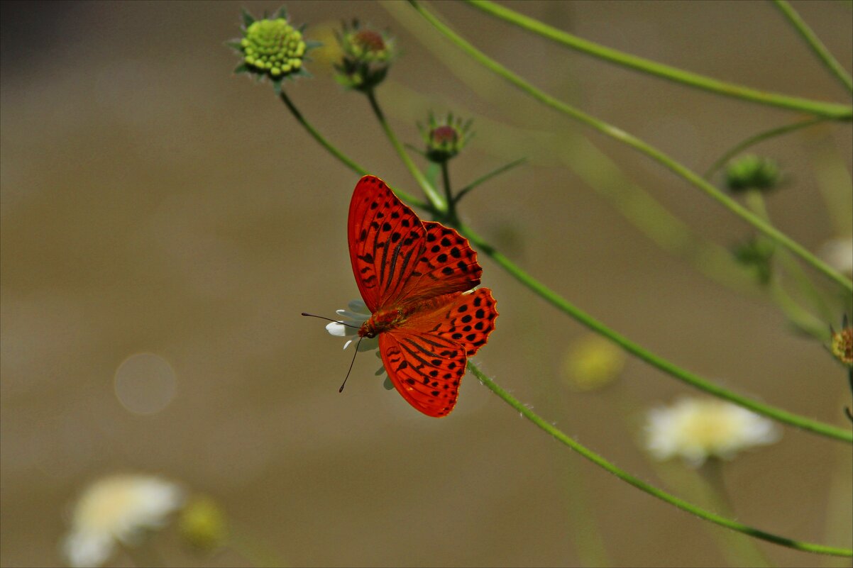 Горная бабочка - Надежда 