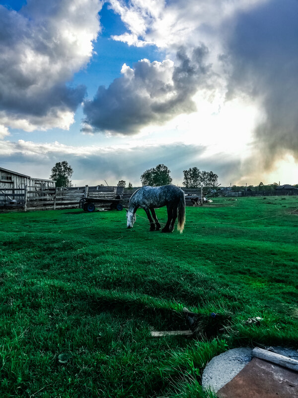 Лошадь в поле - Андрей Анкудинов