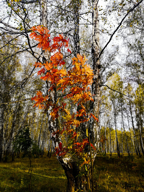 Рябина в берёзовом лесу - Андрей Анкудинов