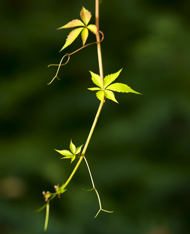 vine - Zinovi Seniak