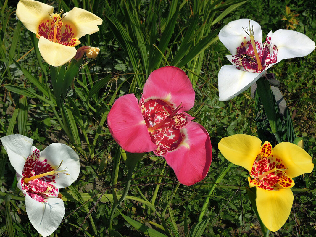 Тигридия - прекрасный цветок на клумбе...) - Тамара Бедай 