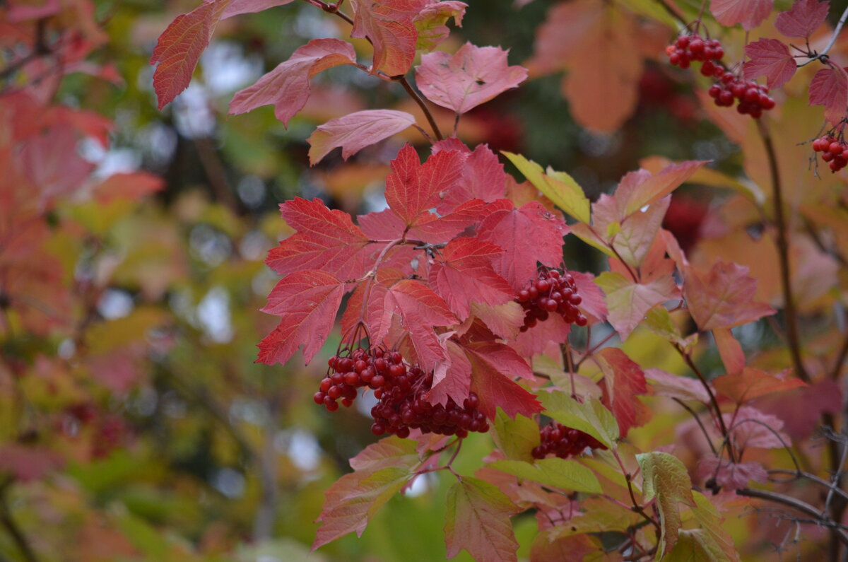 Осенние краски в сентябре - Savayr 
