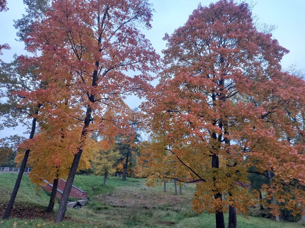 Осень - Сапсан 