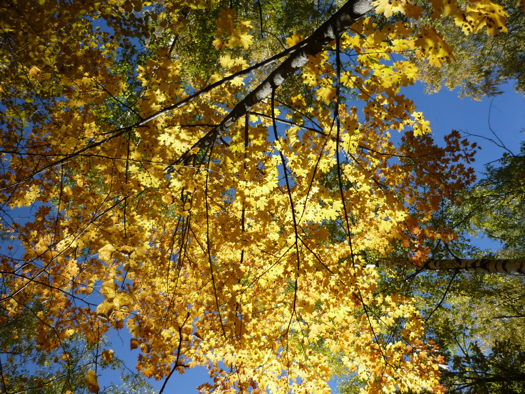 Осенняя листва - Ольга 