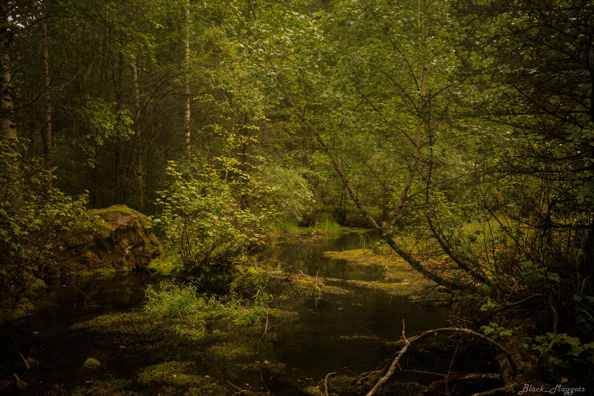 Мистика леса - Андрей Нелюбов