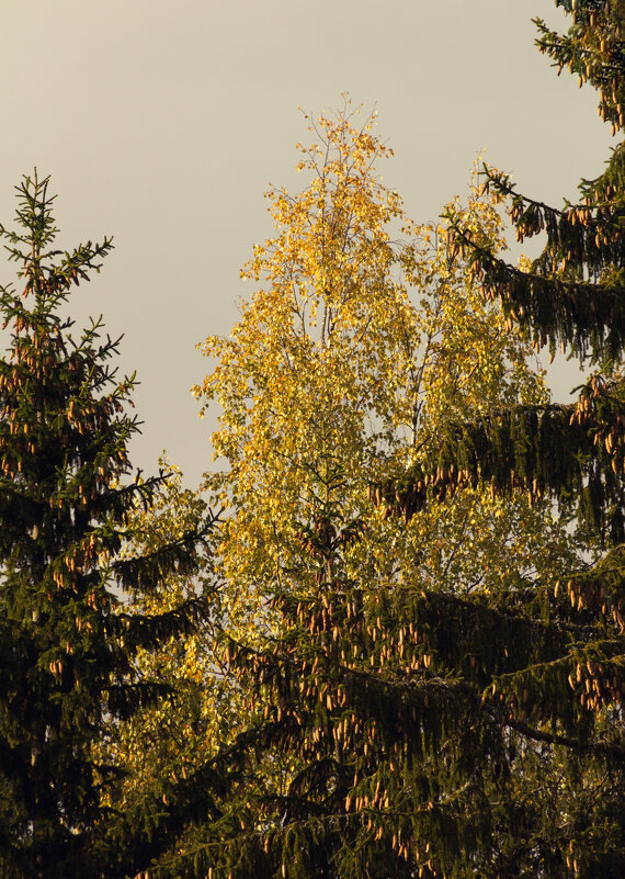 Осенняя природа - Aнна Зарубина
