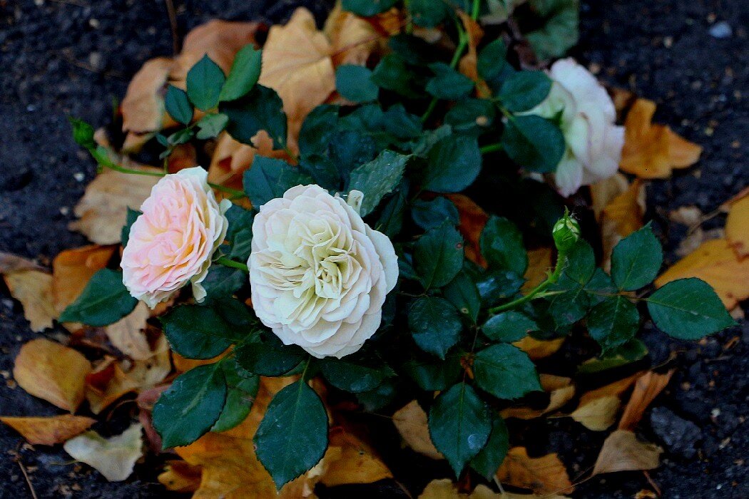 Розы, цветущие в октябре - Надежд@ Шавенкова