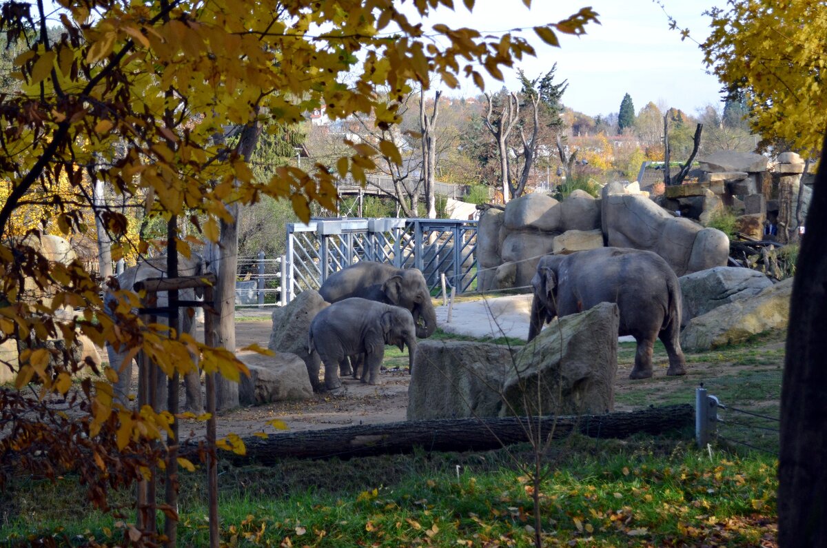Осень в зоопарке - Ольга 