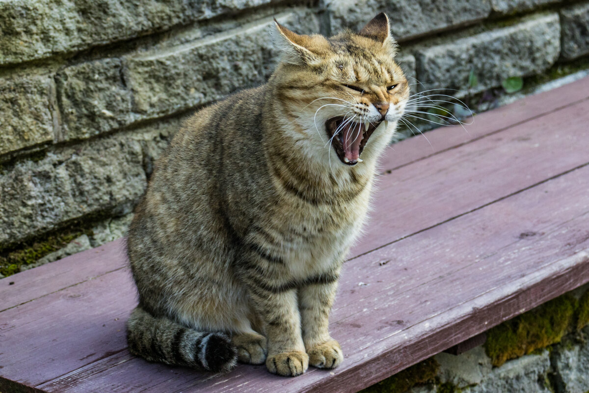 "Кошка, которая гуляла сама по себе..." - Сяргей Зайцаў (Lesavik)